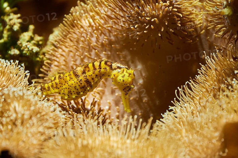 Tiger tail seahorse
