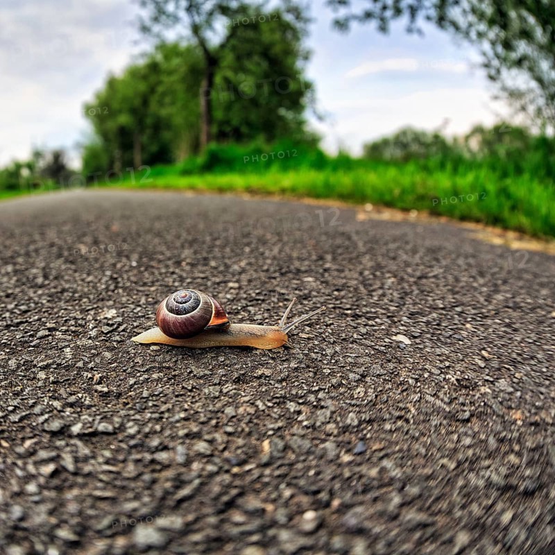 Snail crawls over asphalt