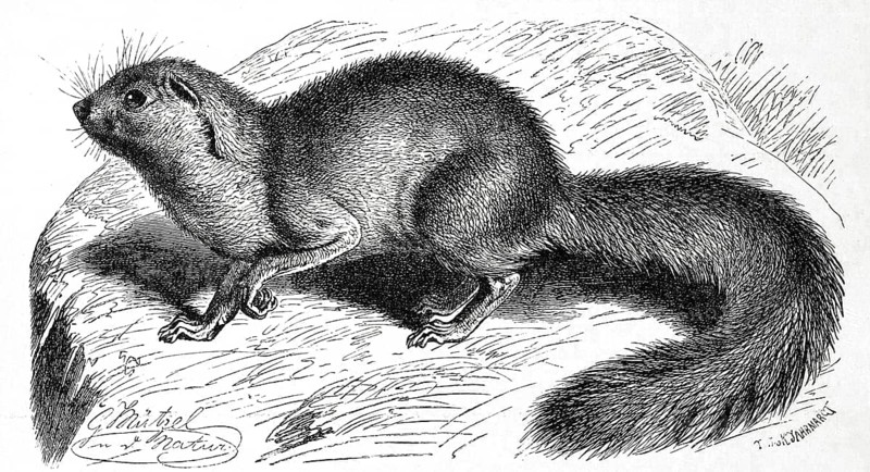 Unstriped ground squirrel