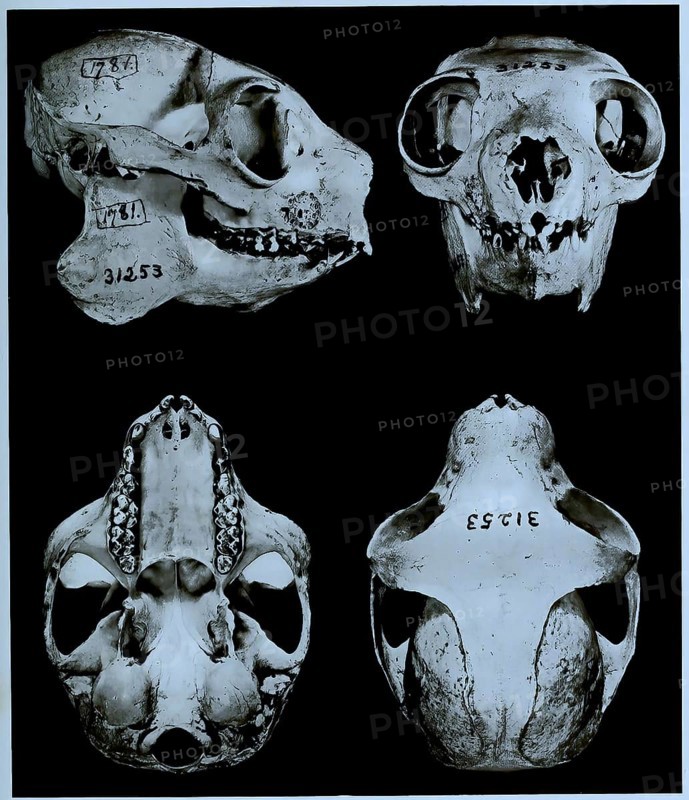 Skull bone