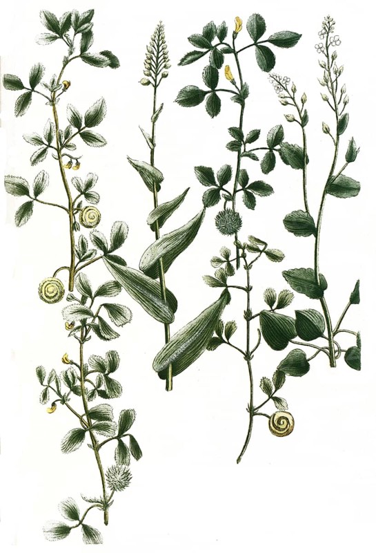 Botany