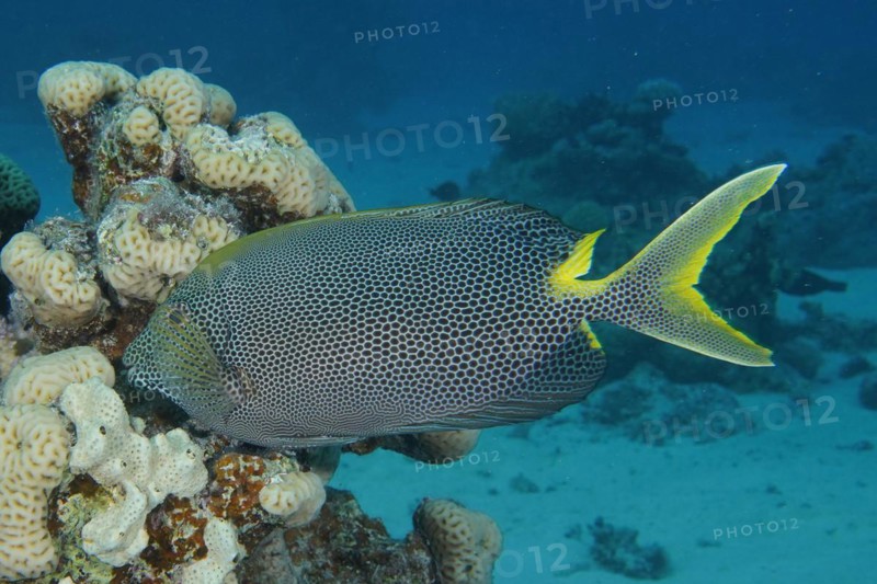 Spotted rabbitfish