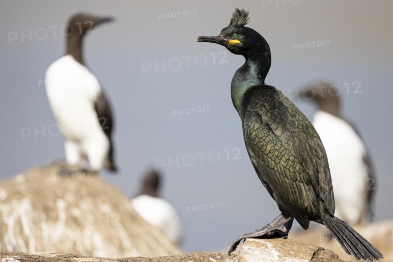 Crow Cormorant