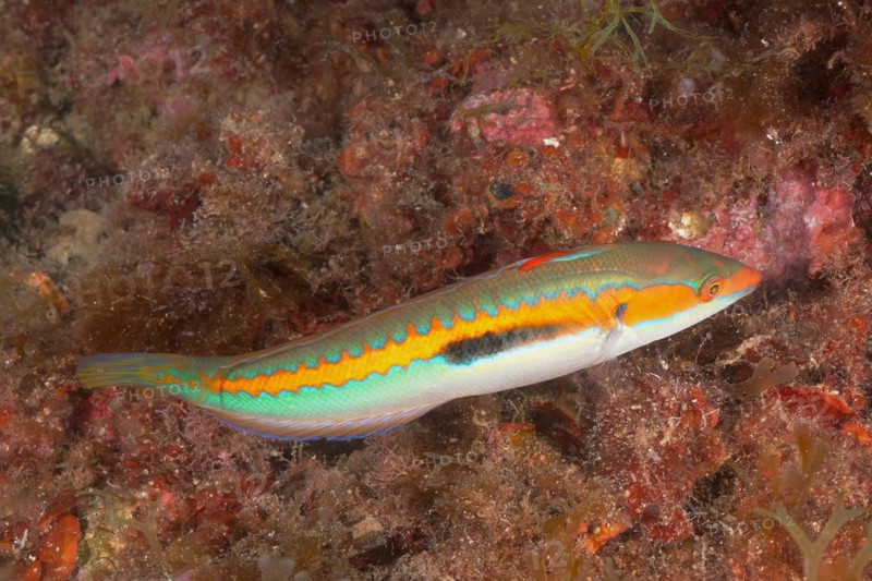 Mediterranean rainbow wrasse