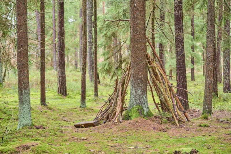 Wood tipi at a Tree trunk of the Norway spruce