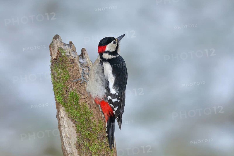 Great spotted woodpecker