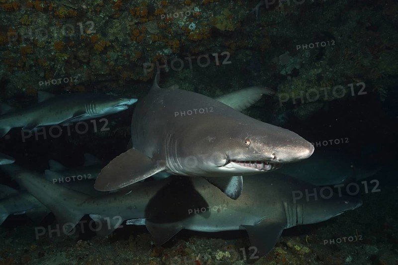 Sand tiger shark