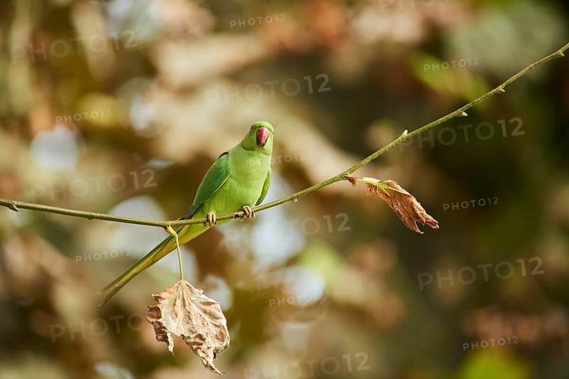Monk parakeet