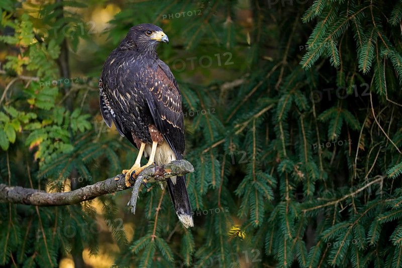 Harris's hawk