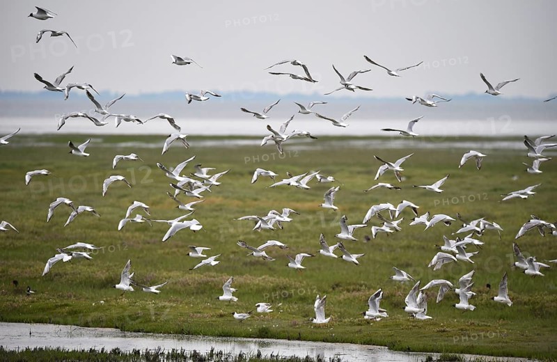 Black-headed gulls