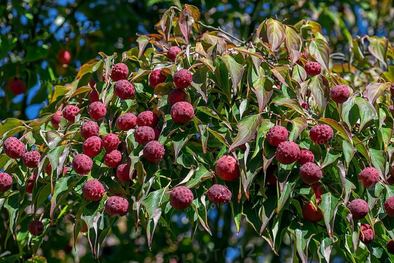 Kousa dogwood