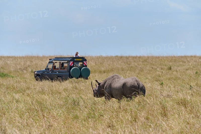 Black rhinoceros
