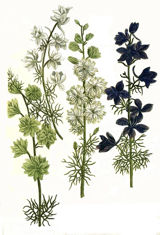 Botany