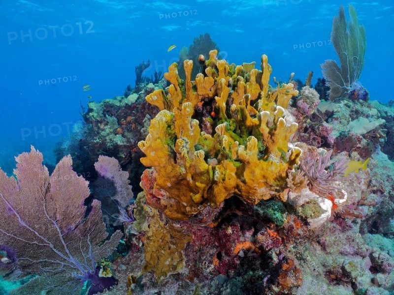 Fire coral