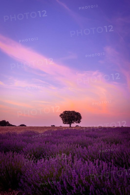 Beautiful sunset in a lavender field in summer
