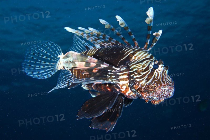 Common lionfish
