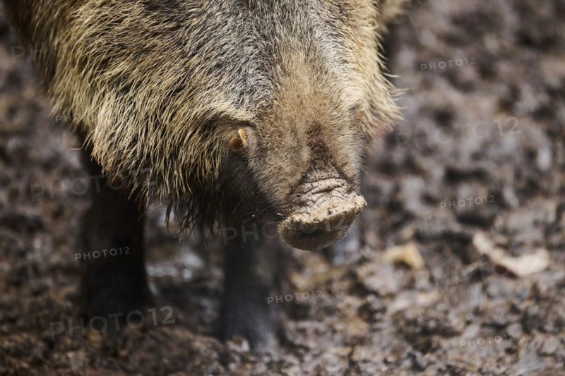 Snout of a Wild boar