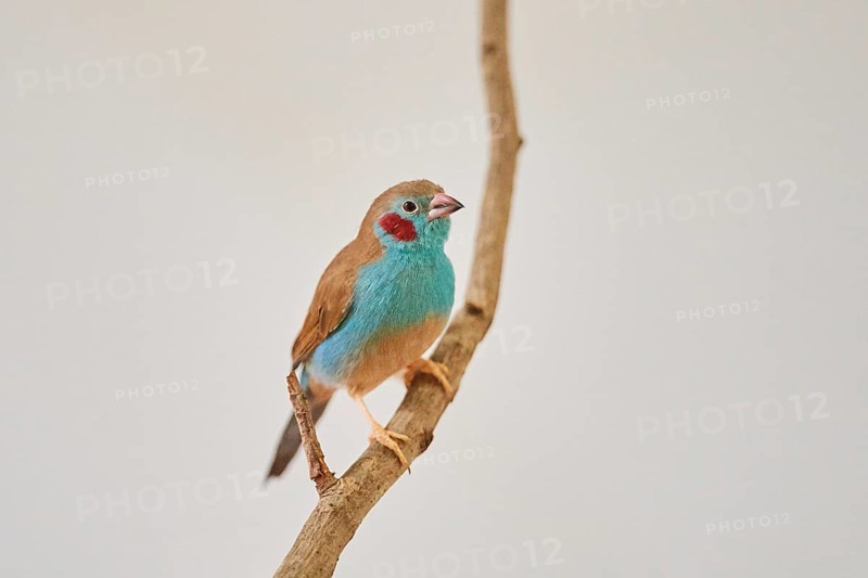 Red-cheeked cordonbleu