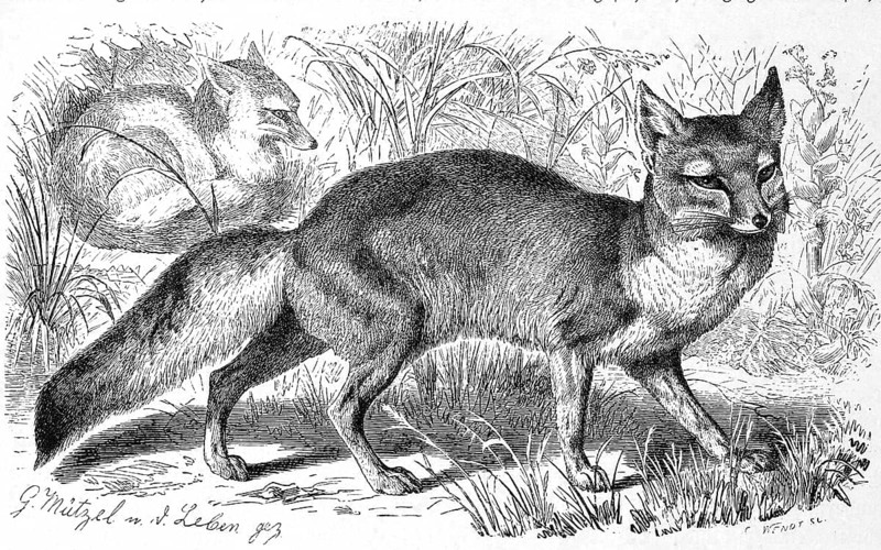 Corsac fox