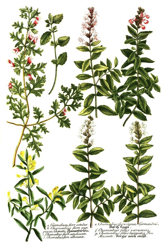 Botany
