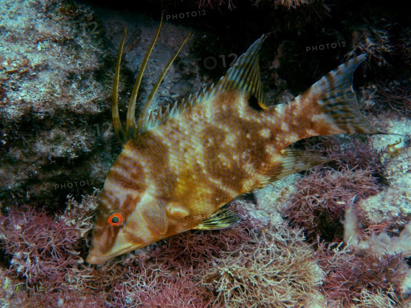 Hogfish