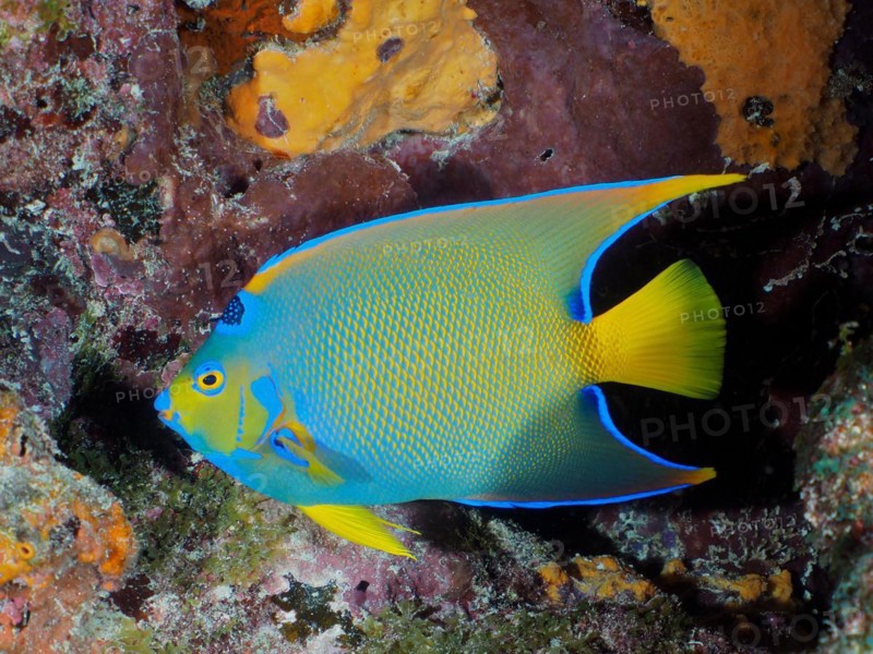 Queen Angelfish