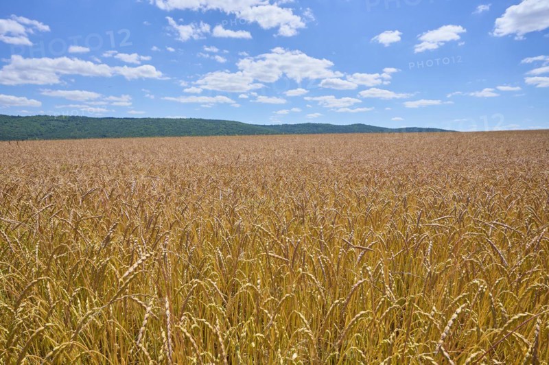 Landscape with spelt field