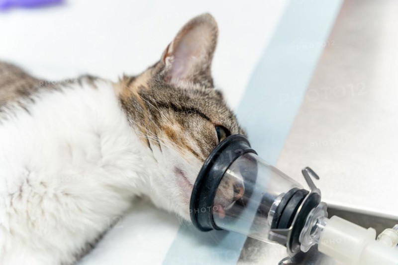 Veterinary clinic