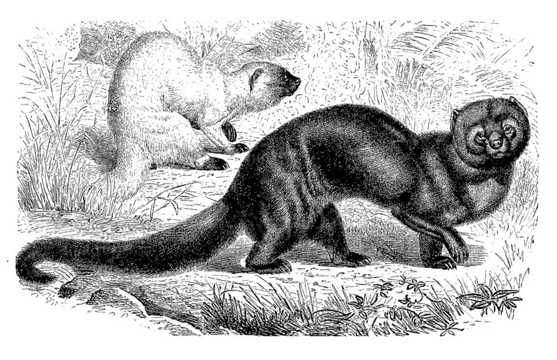 Tayra