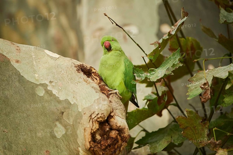 Monk parakeet