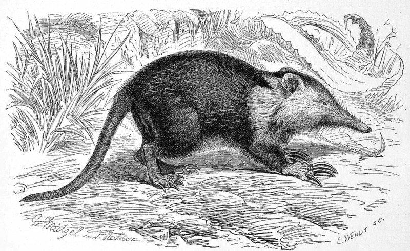 Cuban solenodon