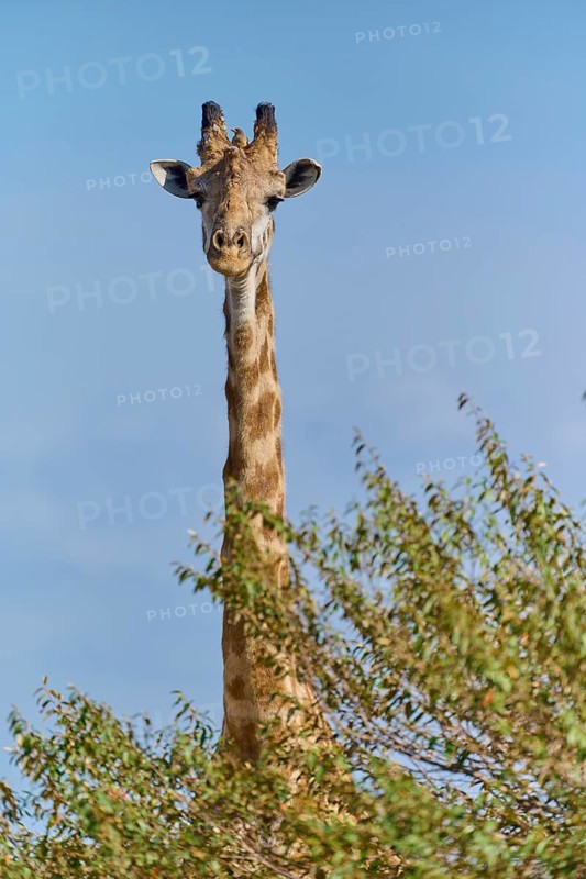 Masai giraffe