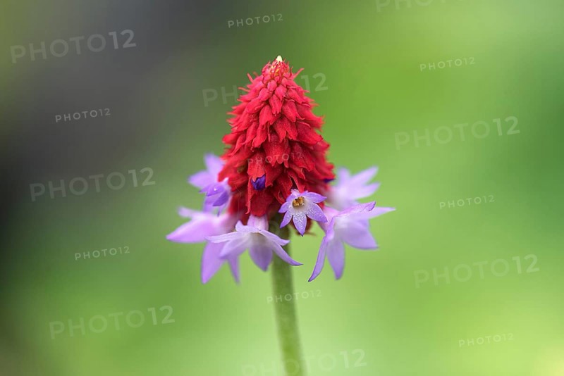 Orchid primrose