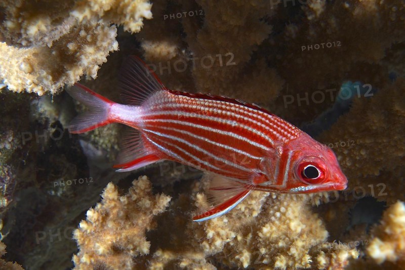 Crowned squirrelfish