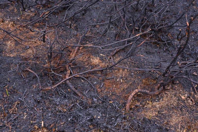 Moor fire