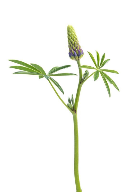 Lupin