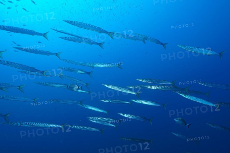 Group