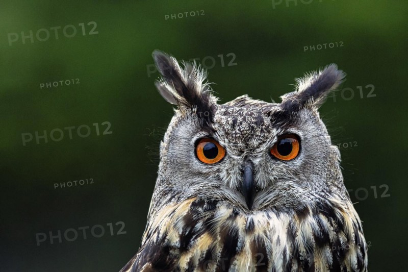 Eurasian eagle-owl