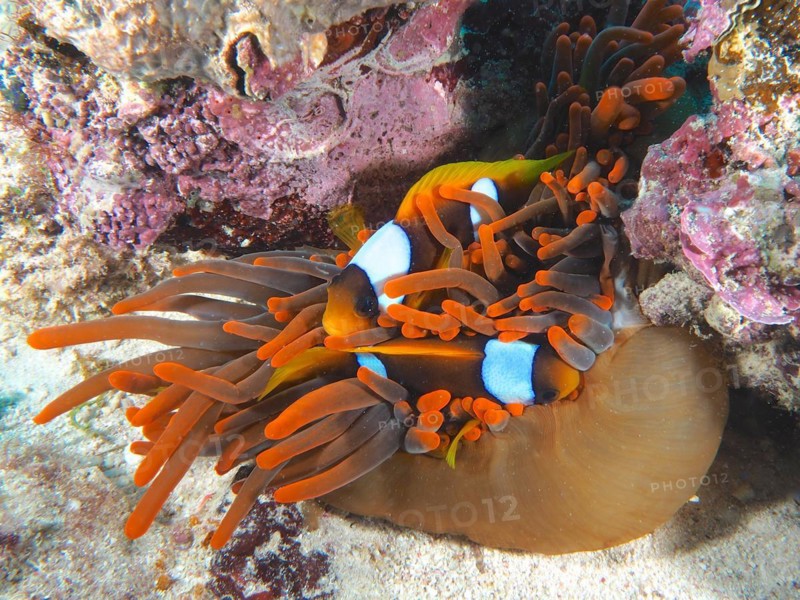 Two red sea clownfishes