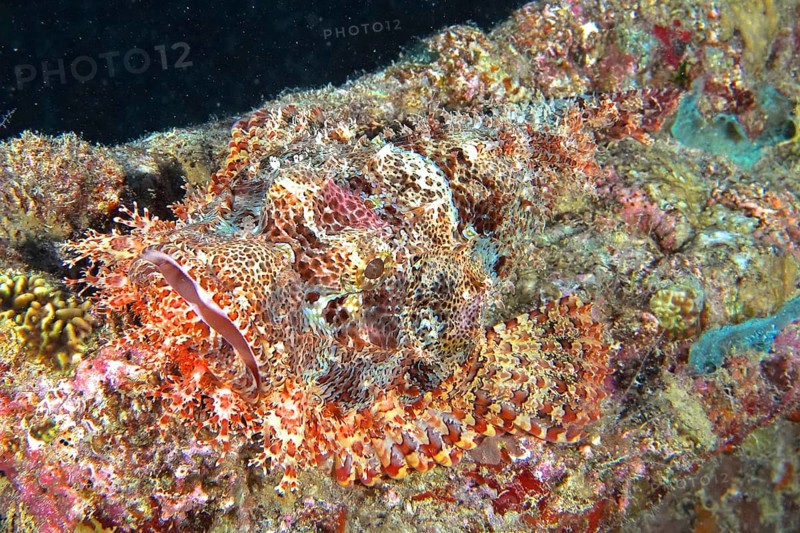 Well camouflaged fringed dragonhead