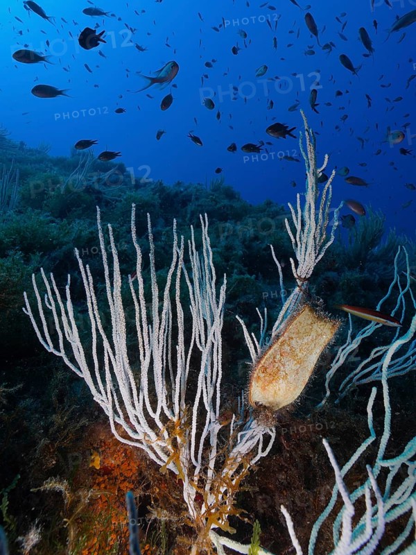 White gorgonian