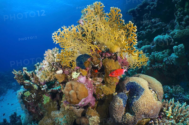 Net fire coral