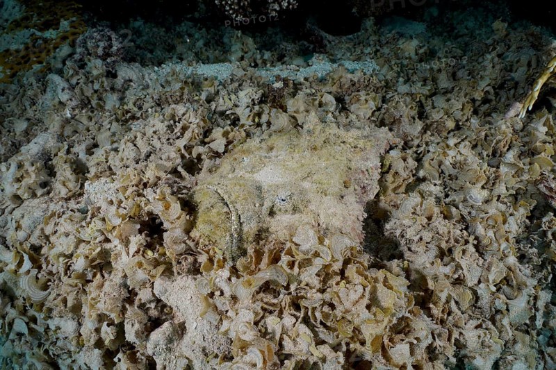 A well-camouflaged