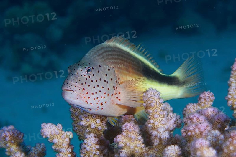 Black-sided hawkfish
