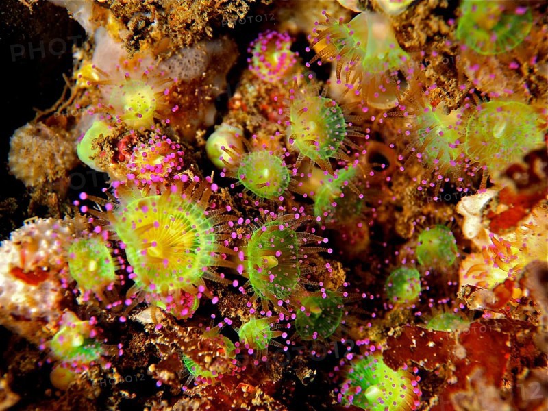 Green jewel anemone