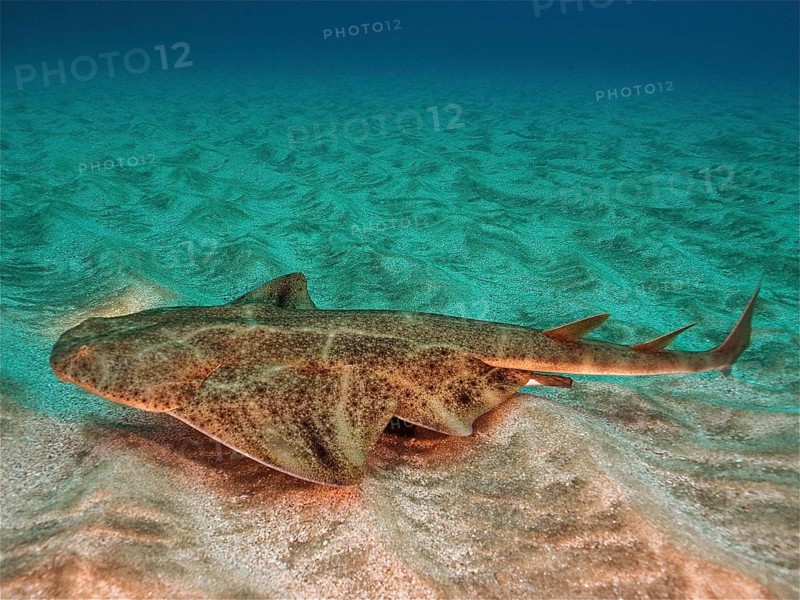 Monkfish