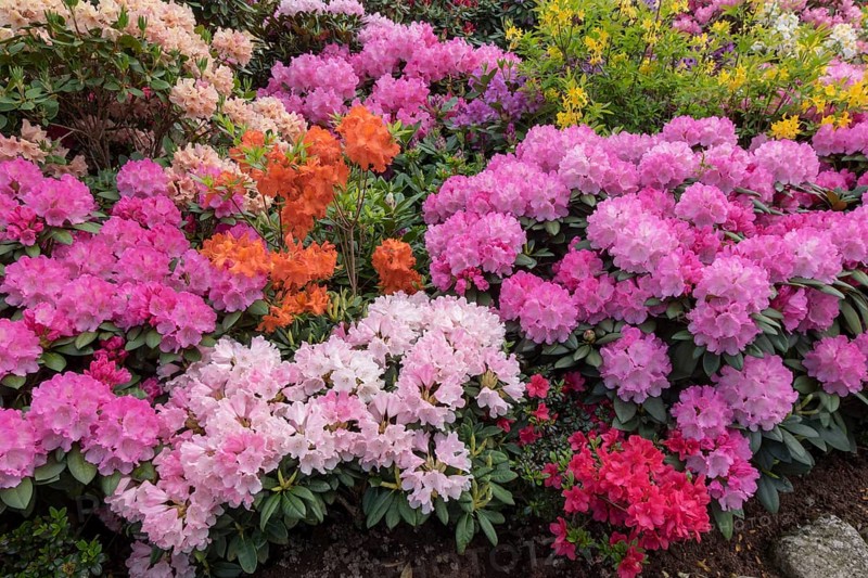 Rhododendron and azalea blossom
