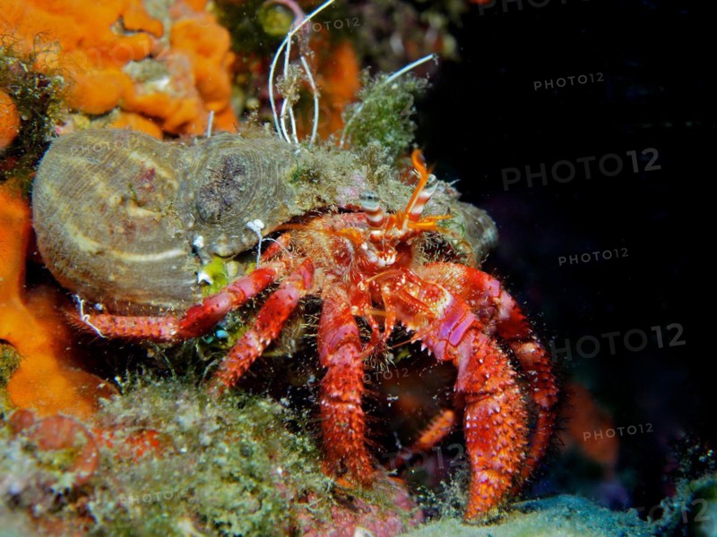 Large red hermit crab