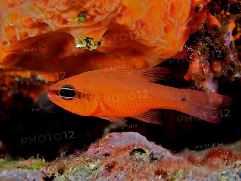Cardinalfish