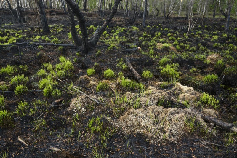 Moor fire